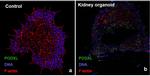 PODXL Antibody in Immunocytochemistry (ICC/IF)