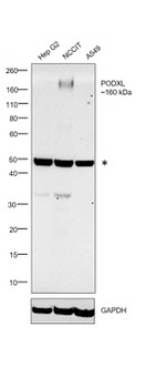 PODXL Antibody in Western Blot (WB)