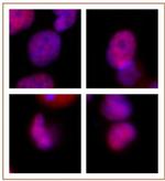 Rad21 Antibody in Immunocytochemistry (ICC/IF)