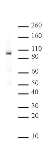 Rad21 Antibody in Western Blot (WB)