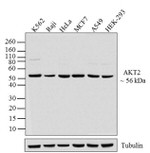 AKT2 Antibody in Western Blot (WB)