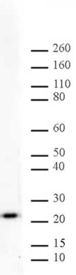 MAD2L1 Antibody in Western Blot (WB)