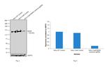 B-Raf Antibody in Western Blot (WB)