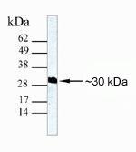 Galectin 3 Antibody in Western Blot (WB)