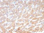 Leptin Receptor (LEPR)/Ob-R/CD295 Antibody in Immunohistochemistry (Paraffin) (IHC (P))