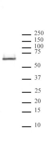 HDAC2 Antibody in Western Blot (WB)