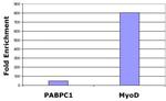 Histone H3K27me2me3 Antibody in ChIP Assay (ChIP)