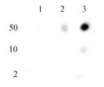 Histone H3K27me2me3 Antibody in Dot Blot (DB)