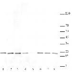 Histone H3K27me2me3 Antibody in Western Blot (WB)