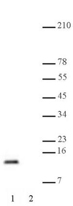 Histone H4K20me2 Antibody in Western Blot (WB)