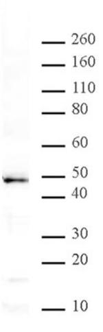 MBD2 Antibody in Western Blot (WB)