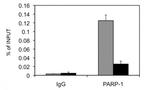 PARP-1 N-terminal Antibody in ChIP Assay (ChIP)