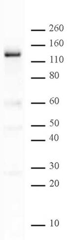 PARP-1 N-terminal Antibody in Western Blot (WB)