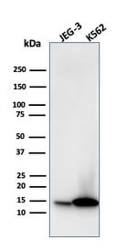 Galectin-1/Human Placental Lactogen (hPL) Antibody in Western Blot (WB)