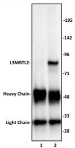 L3MBTL2 Antibody in Immunoprecipitation (IP)