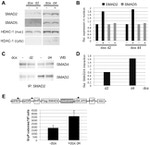 SMAD5 Antibody in Western Blot (WB)