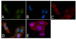 SMAD5 Antibody in Immunocytochemistry (ICC/IF)