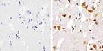 SMAD5 Antibody in Immunohistochemistry (Paraffin) (IHC (P))