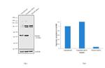 SMAD5 Antibody in Western Blot (WB)