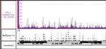 Ets-1 Antibody in Western Blot (WB)