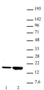 Histone H3K9ac Antibody in Western Blot (WB)