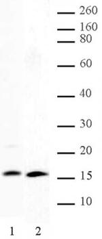 Histone H2A, C-terminal Antibody in Western Blot (WB)