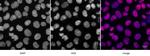 Histone H2A, C-terminal Antibody in Immunocytochemistry (ICC/IF)