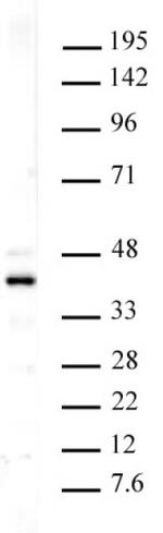 Histone macroH2A1 Antibody in Western Blot (WB)