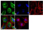 TACR1 Antibody in Immunocytochemistry (ICC/IF)