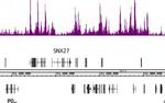 Histone H3K4me1 Antibody in ChIP-Sequencing (ChIP-Seq)