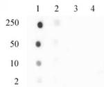 Histone H3.3S31ph Antibody in Dot Blot (DB)