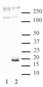 Histone H3.3S31ph Antibody in Western Blot (WB)