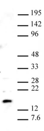 Pht1 / Histone H2A.Z Antibody in Western Blot (WB)