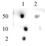 Pht1 / Histone H2A.Zac (pan-acetyl) Antibody in Dot Blot (DB)
