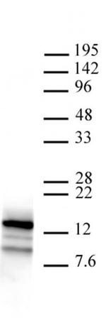 Htz1 / Histone H2A.Z Antibody in ChIP Assay (ChIP)