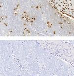 5-Methylcytosine (5-mC) Antibody in Immunohistochemistry (IHC)