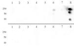 Histone H3R8me2a (asymmetric) Antibody in Dot Blot (DB)