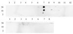 Histone H3K23me2 Antibody in Dot Blot (DB)