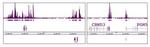 Ring1B Antibody in ChIP Assay (ChIP)