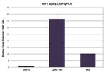 HIF-1 alpha Antibody in ChIP Assay (ChIP)