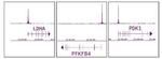 HIF-1 alpha Antibody in ChIP-Sequencing (ChIP-Seq)