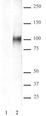 HIF-1 alpha Antibody in Western Blot (WB)