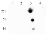 Histone H4K20me3 Antibody in Dot Blot (DB)