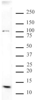 Histone H4K20me3 Antibody in Western Blot (WB)