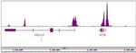 Histone H3K4me2 Antibody in ChIP-Sequencing (ChIP-Seq)