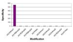 Histone H3K9me1 Antibody in ELISA (ELISA)