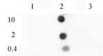 Histone H3K9me2 Antibody in Dot Blot (DB)