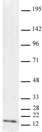 Histone H3K9me2 Antibody in Western Blot (WB)