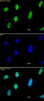 Histone H2A.X Antibody in Immunocytochemistry (ICC/IF)