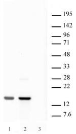 Histone H2A.X Antibody in Western Blot (WB)